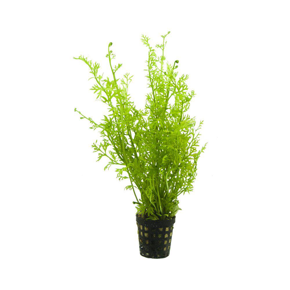 AquaFleur Ceratopteris Siliquosa i kruka