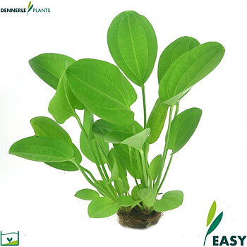 Dennerle Plants Echinodorus cordifolius "Harbich Red" i Kruka