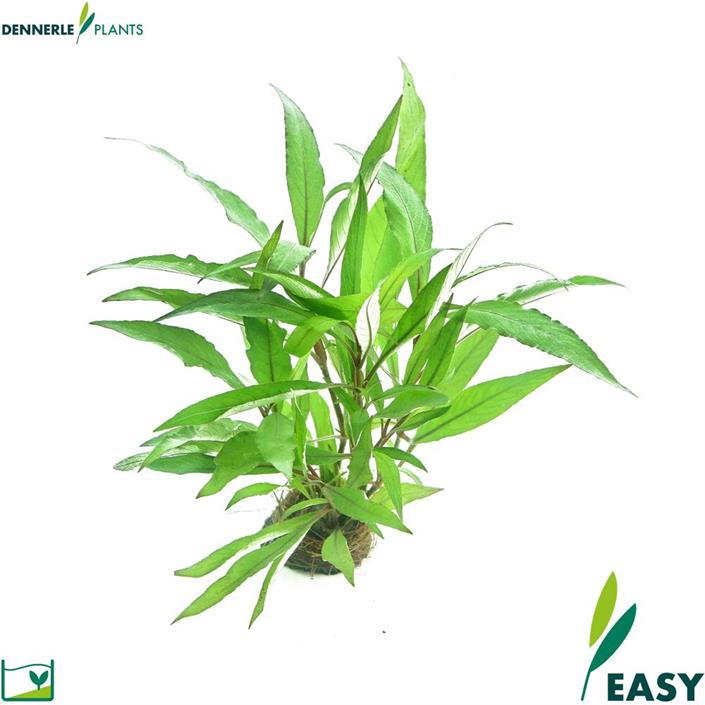 Dennerle Plants Hygrophila corymbosa "Thailand" i Kruka
