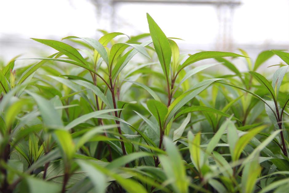 Dennerle Plants Hygrophila corymbosa "Thailand" i Kruka - 2