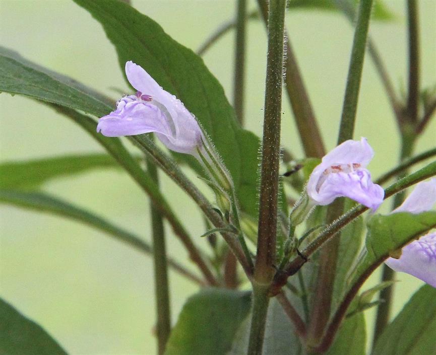 Dennerle Plants Hygrophila corymbosa "Thailand" i Kruka - 3
