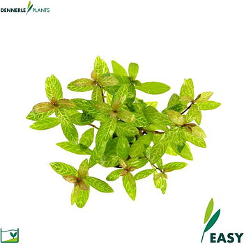 Dennerle Plants Hygrophila polysperma "Sunset" i Kruka