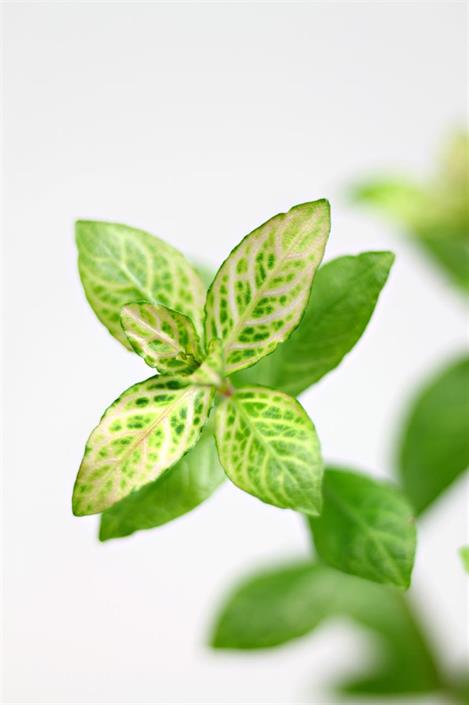 Dennerle Plants Hygrophila polysperma "Sunset" i Kruka - 3
