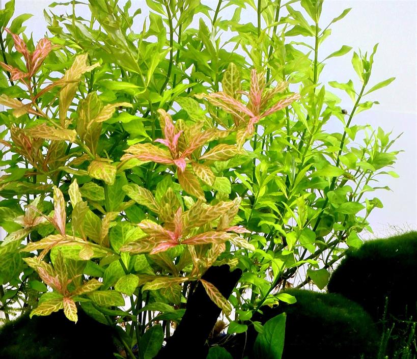 Dennerle Plants Hygrophila polysperma "Sunset" i Kruka - 2
