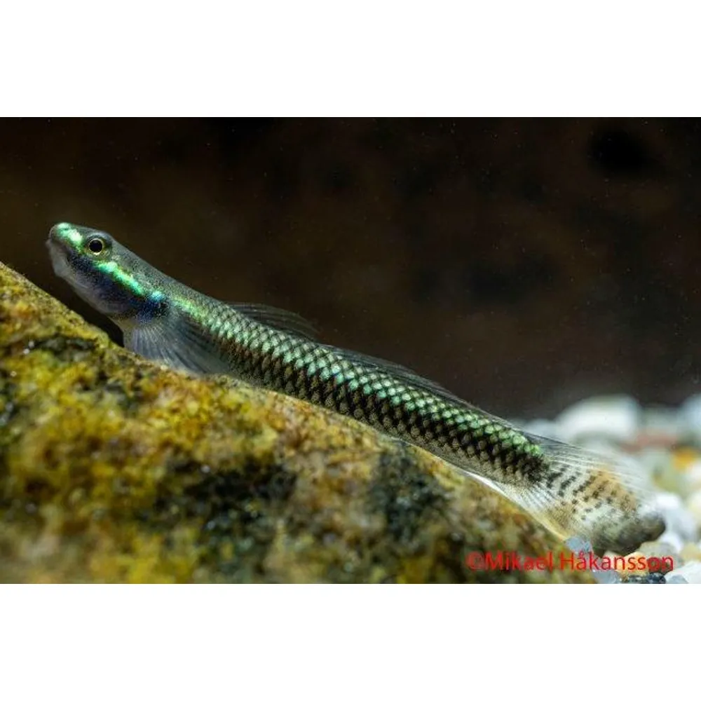 Neon Goby (Stiphodon elegans)