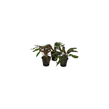 AquaFleur Cryptocoryne Amicorum i kruka