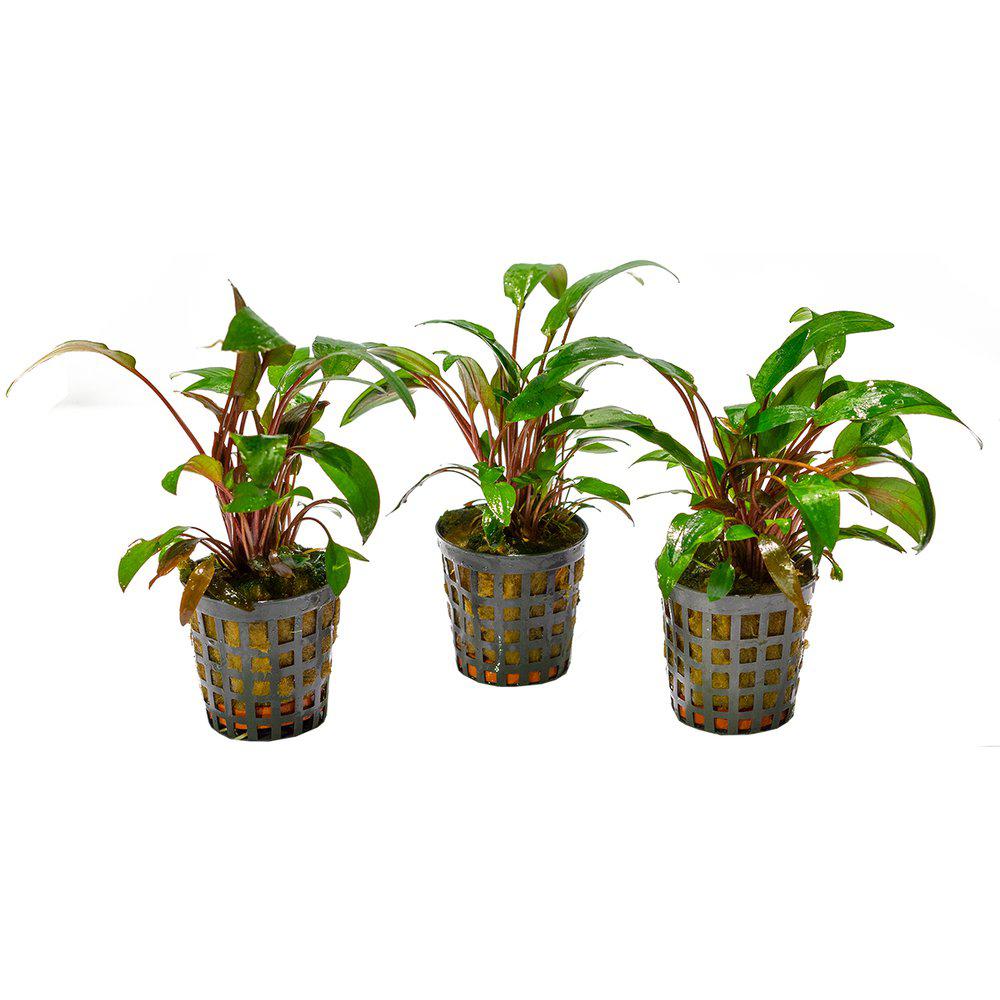 AquaFleur Cryptocoryne Beckettii i kruka