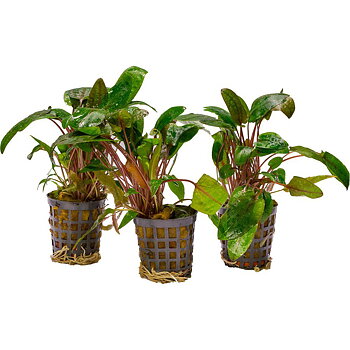 AquaFleur Cryptocoryne Bullosa i kruka