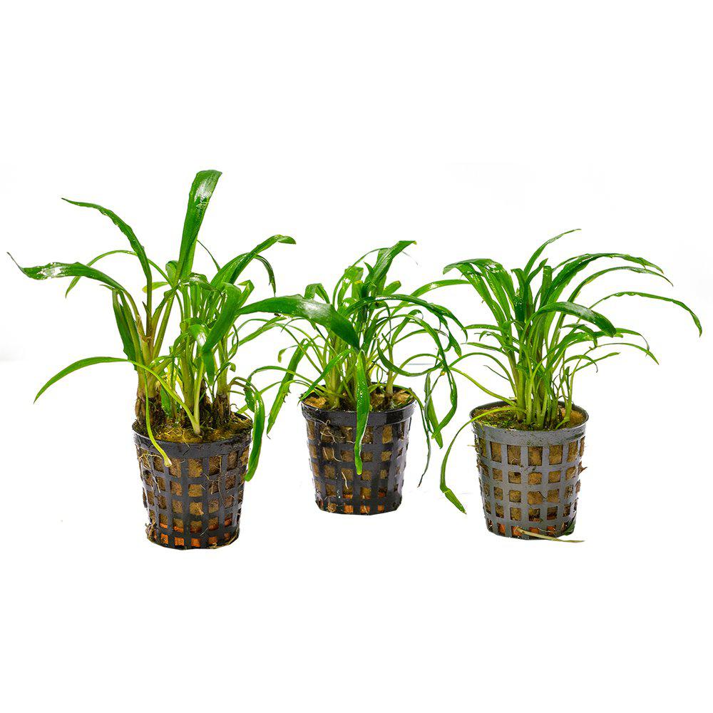 AquaFleur Cryptocoryne Costata i kruka