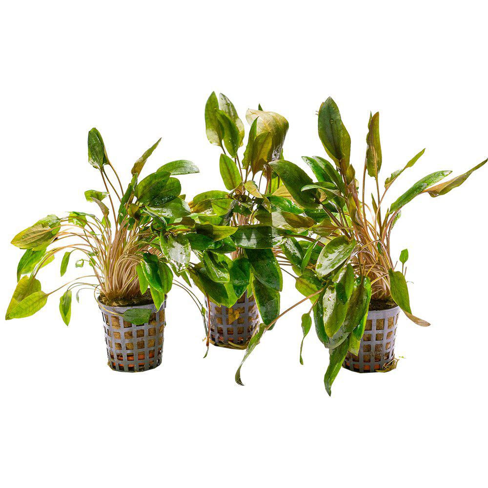 AquaFleur Cryptocoryne Moehlmannii i kruka