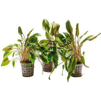 AquaFleur Cryptocoryne Moehlmannii i kruka
