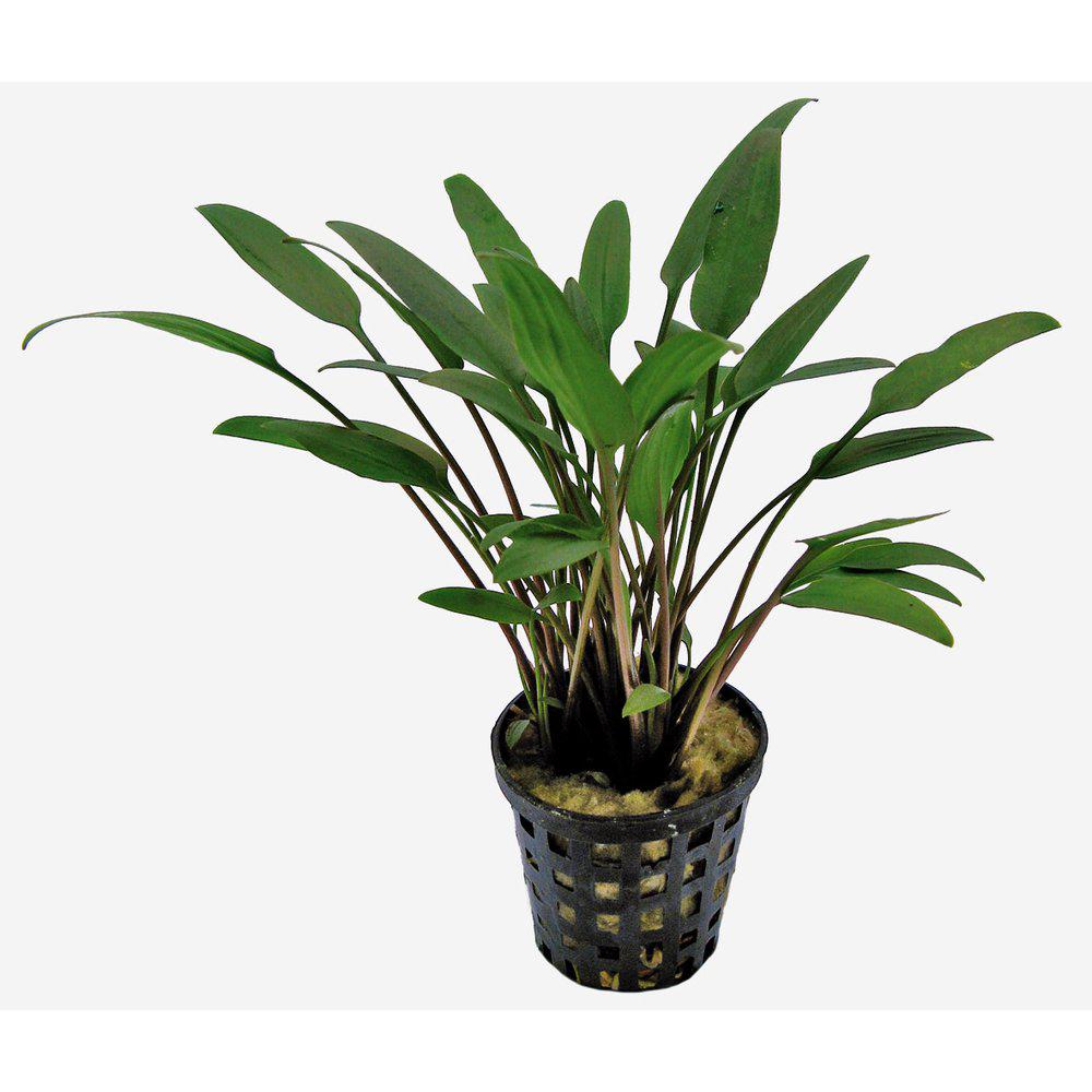 AquaFleur Cryptocoryne Nevelli i kruka