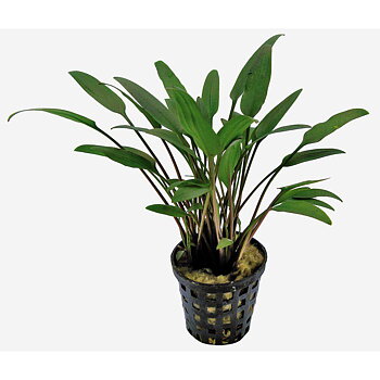 AquaFleur Cryptocoryne Nevelli i kruka