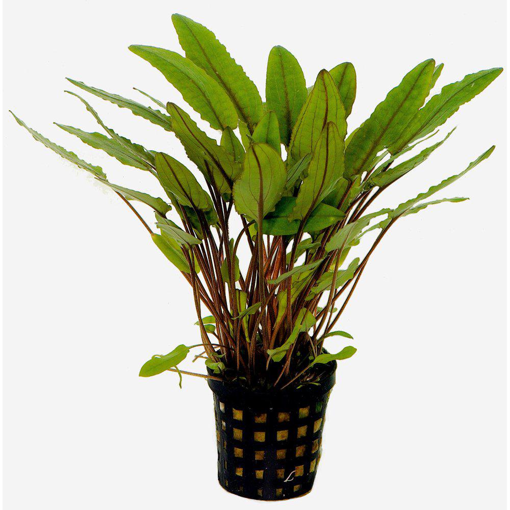 AquaFleur Cryptocoryne Petchii i kruka