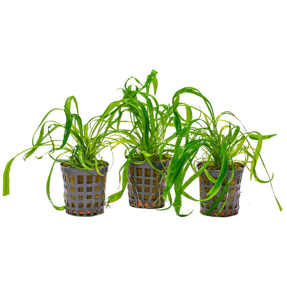 AquaFleur Cryptocoryne Spiralis i kruka
