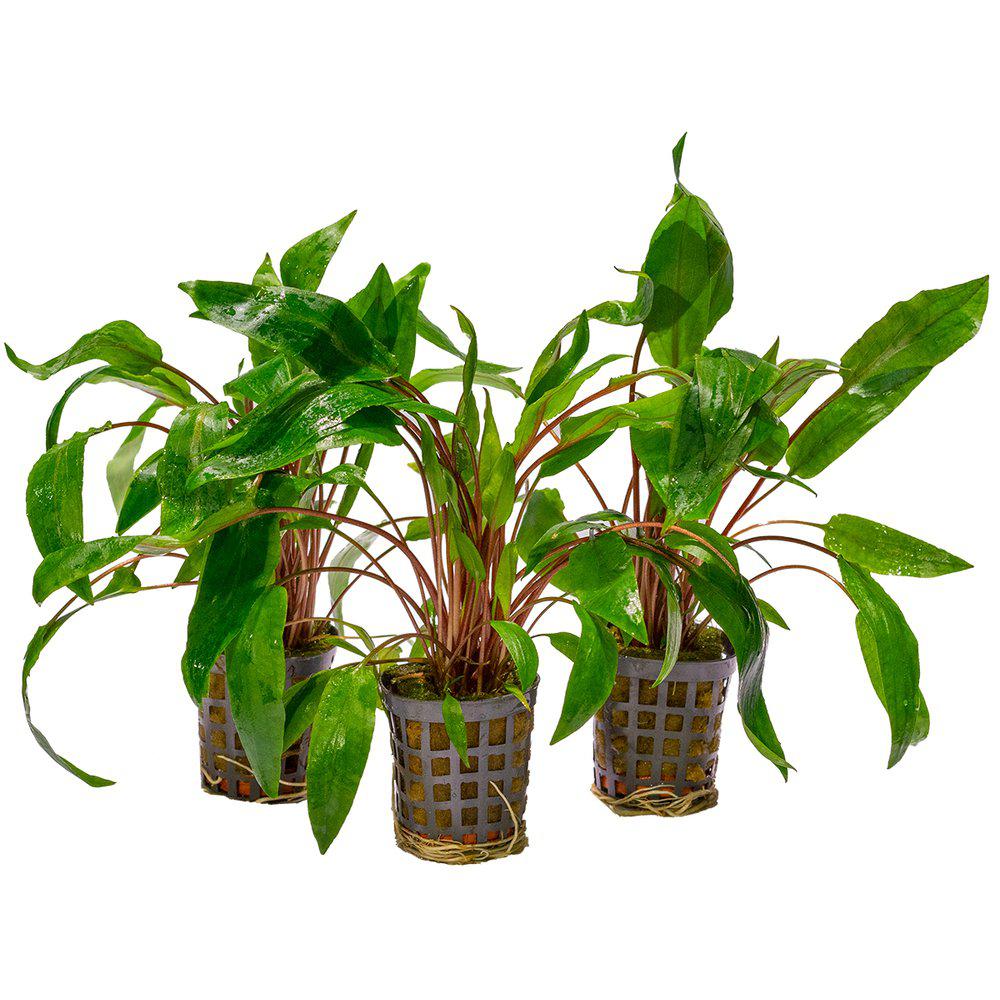 AquaFleur Cryptocoryne Undulatus Kasselman i kruka