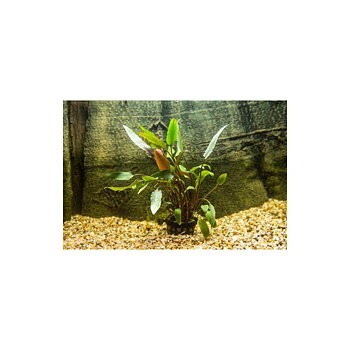 AquaFleur Cryptocoryne Walkeri i kruka