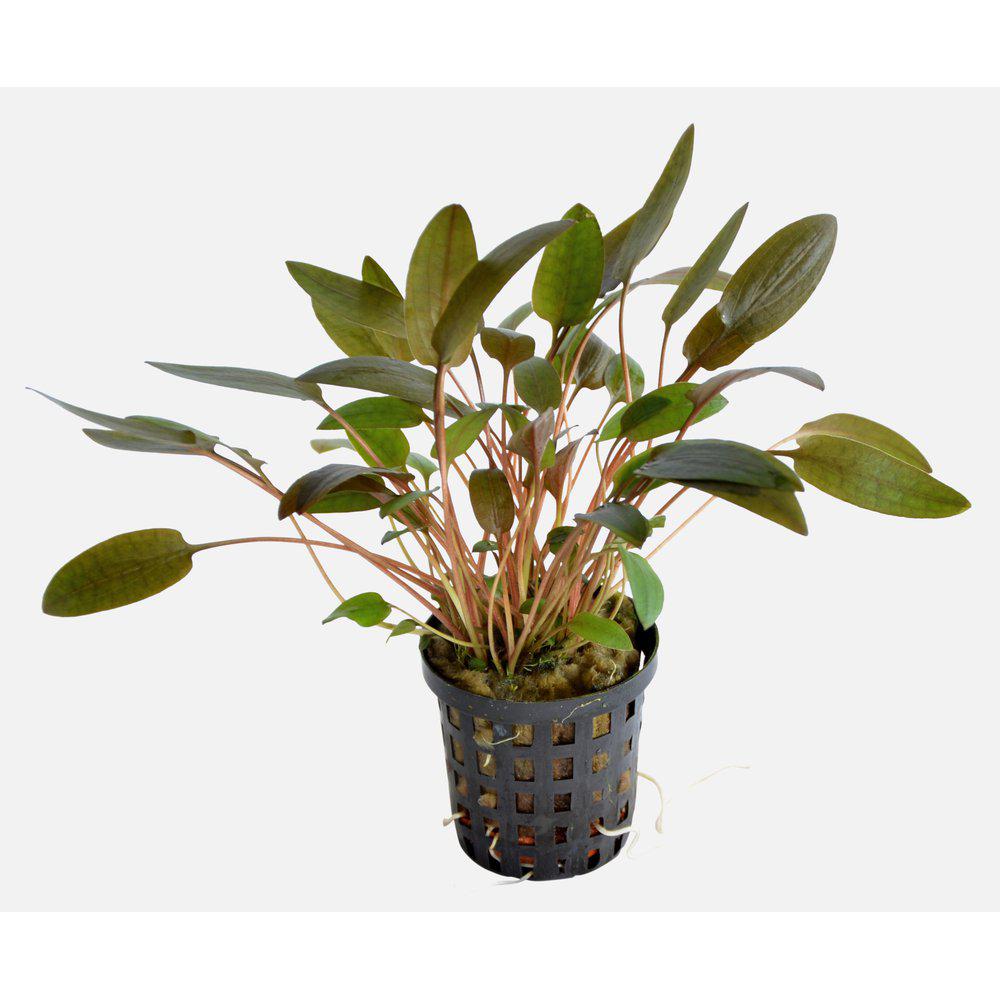 AquaFleur Cryptocoryne Wendtii Brown i kruka