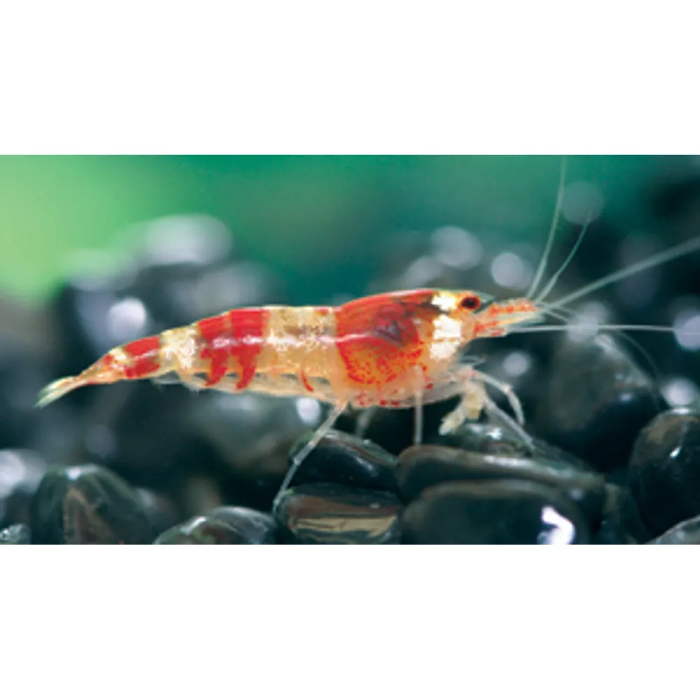 Röd Crystal räka (Caridina logemanni, var. Crystal red)