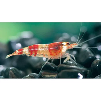 Röd Crystal räka (Caridina logemanni, var. Crystal red)