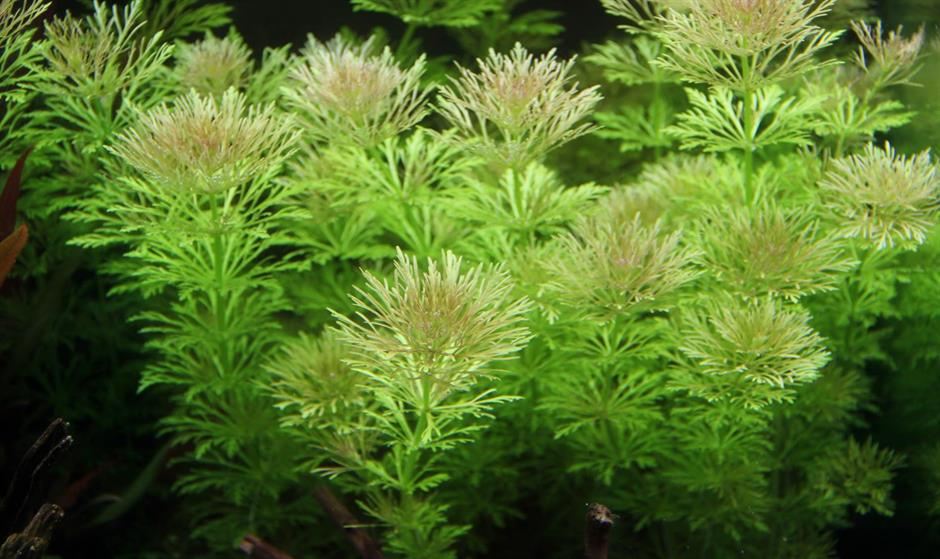 Dennerle Plants Limnophila sessiliflora i Kruka - 2
