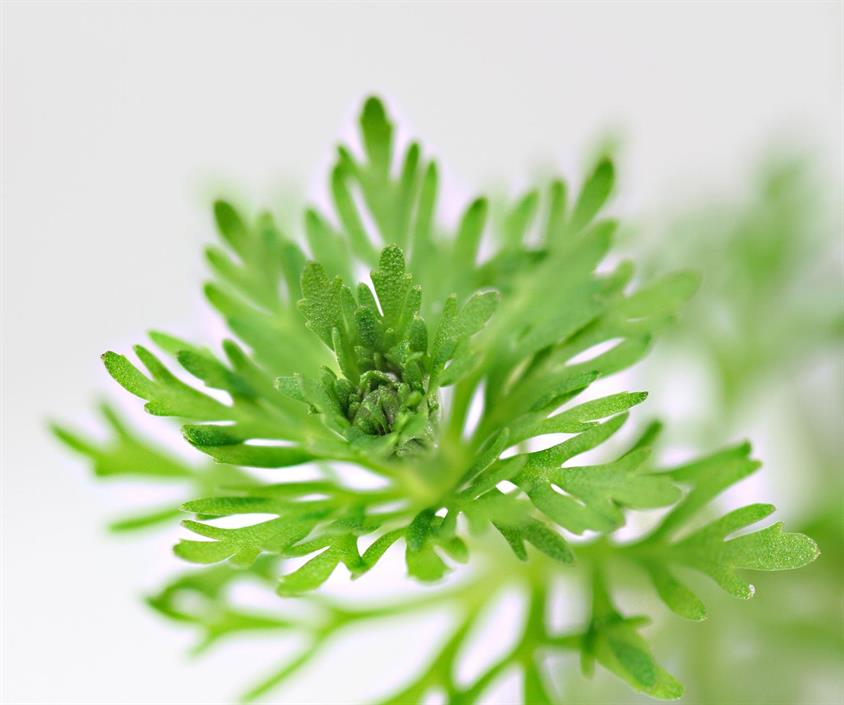 Dennerle Plants Limnophila sessiliflora i Kruka - 4