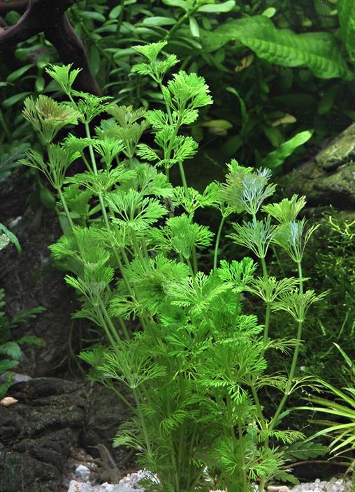 Dennerle Plants Limnophila sessiliflora i Kruka - 3