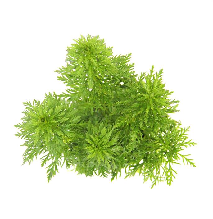 Dennerle Plants Limnophila sessiliflora i Kruka - 5
