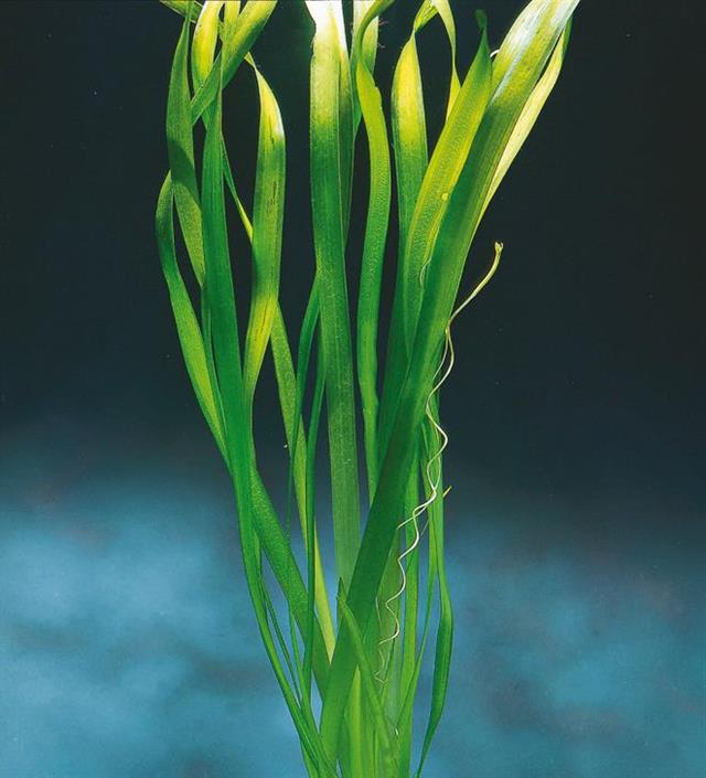 Dennerle Plants Vallisneria australis "Gigantea" - 2