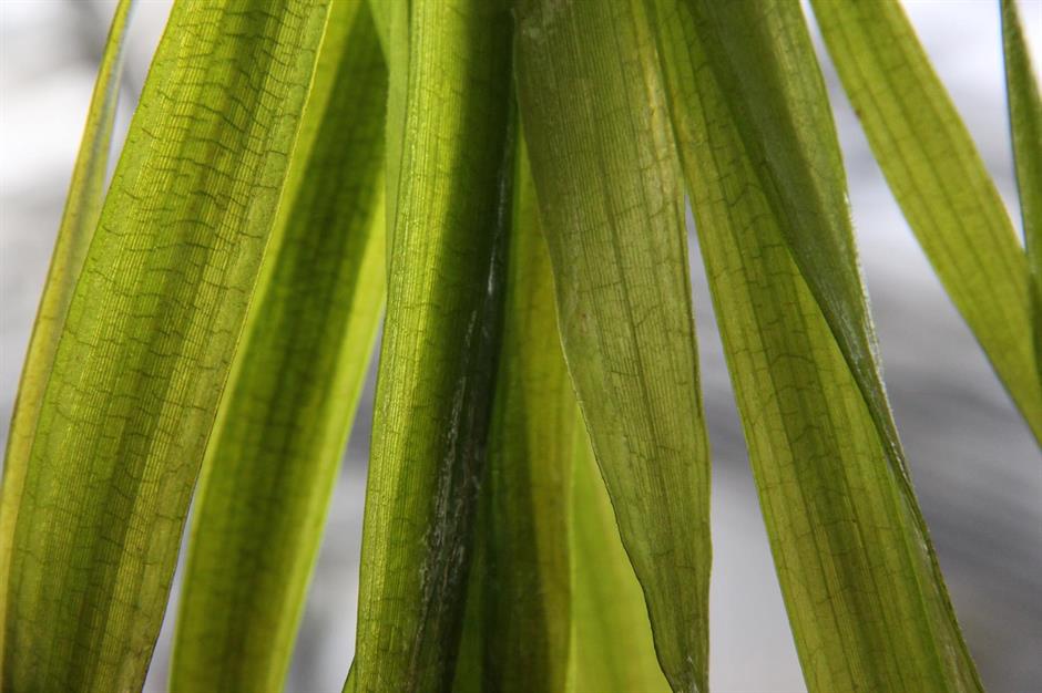 Dennerle Plants Vallisneria australis "Gigantea" - 3
