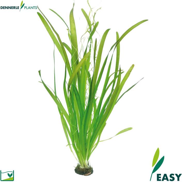 Dennerle Plants Vallisneria australis "Gigantea"