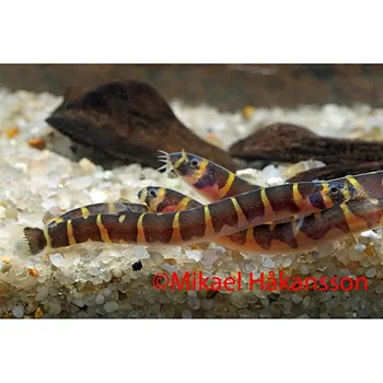 Kuhlii-ål (Pangio kuhlii)