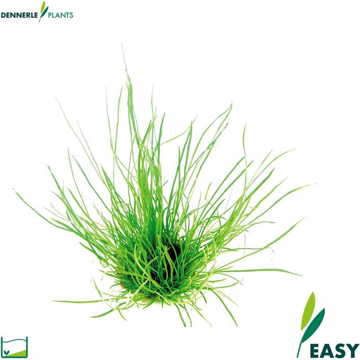 Dennerle Plants Lilaeopsis mauritiana i Kruka