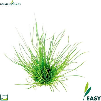 Dennerle Plants Lilaeopsis mauritiana i Kruka