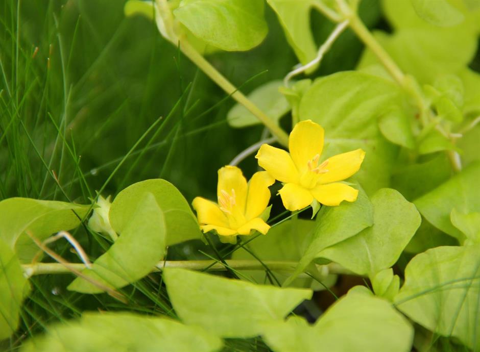 Dennerle Plants Lysimachia nummularia 'Aurea' i Kruka - 3