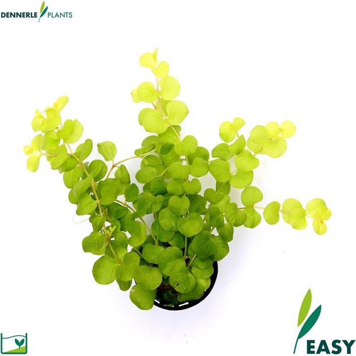 Dennerle Plants Lysimachia nummularia 'Aurea' i Kruka