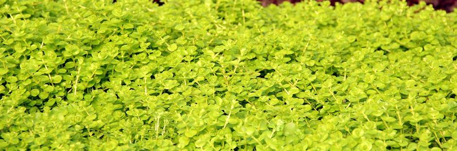 Dennerle Plants Lysimachia nummularia 'Aurea' i Kruka - 2