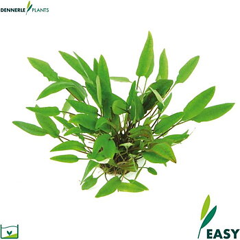 Dennerle Plants Cryptocoryne affinis i Kruka