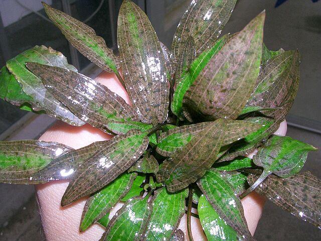 Dennerle Plants Cryptocoryne affinis i Kruka - 3
