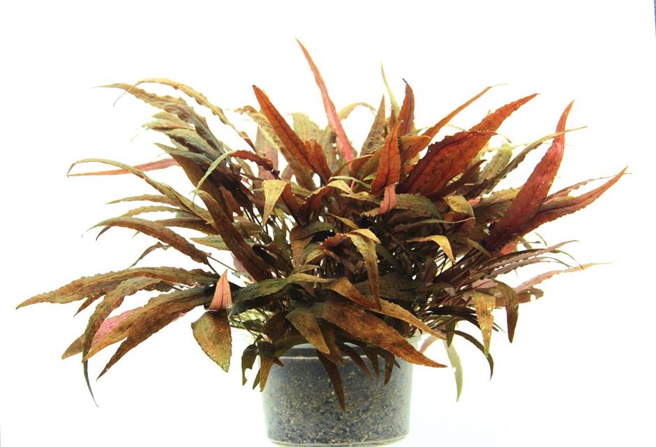Dennerle Plants Cryptocoryne affinis i Kruka - 2