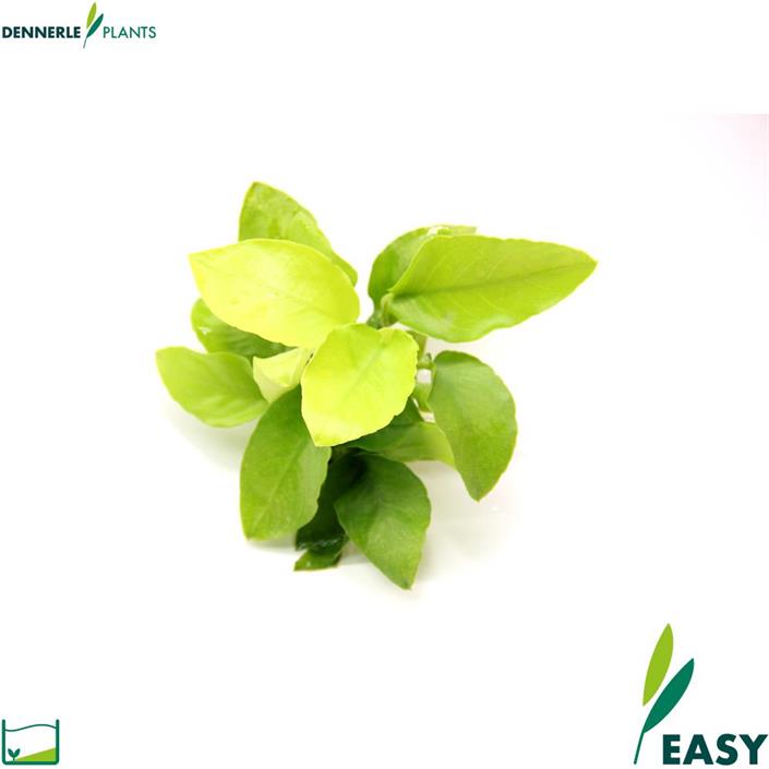 Dennerle Plants Anubias barteri var.nana "Gold" i Kruka
