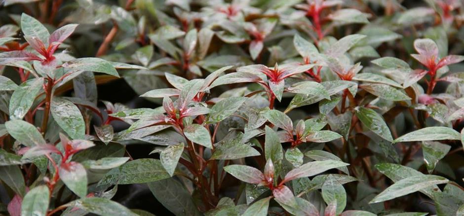 Dennerle Plants Ludwigia glandulosa i Kruka - 4