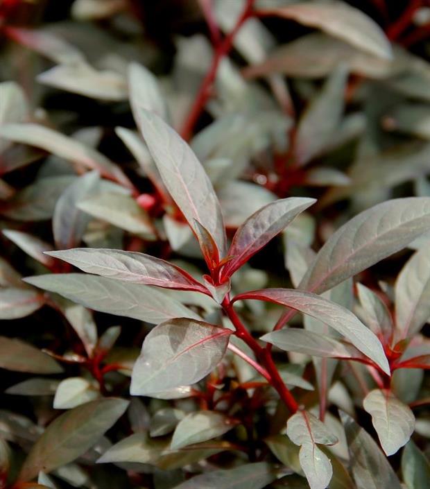 Dennerle Plants Ludwigia glandulosa i Kruka - 3
