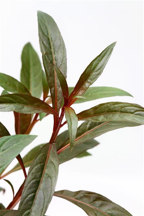 Dennerle Plants Ludwigia glandulosa i Kruka - 2