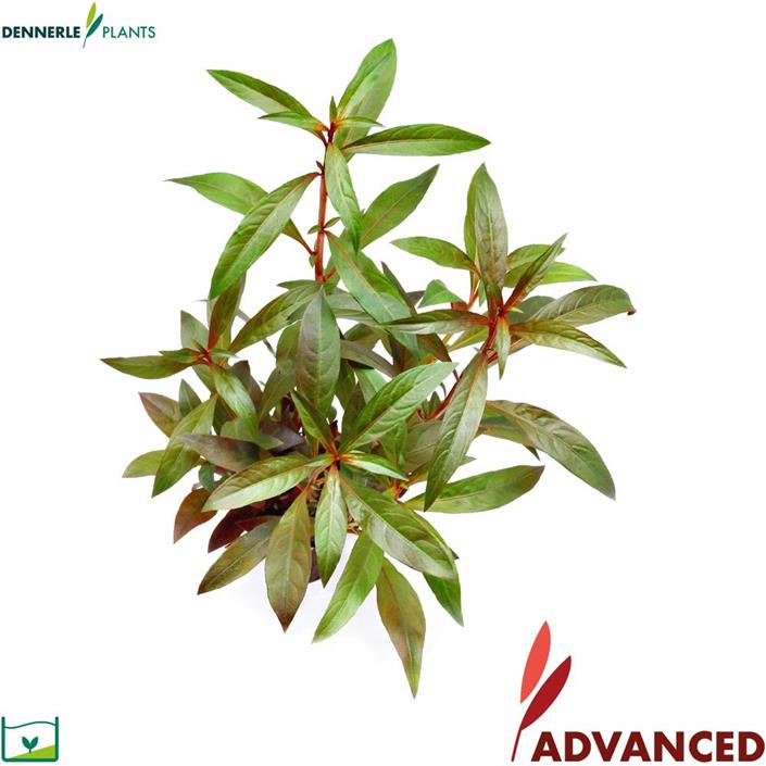 Dennerle Plants Ludwigia glandulosa i Kruka