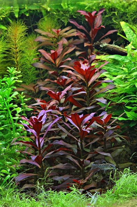 Dennerle Plants Ludwigia glandulosa i Kruka - 5