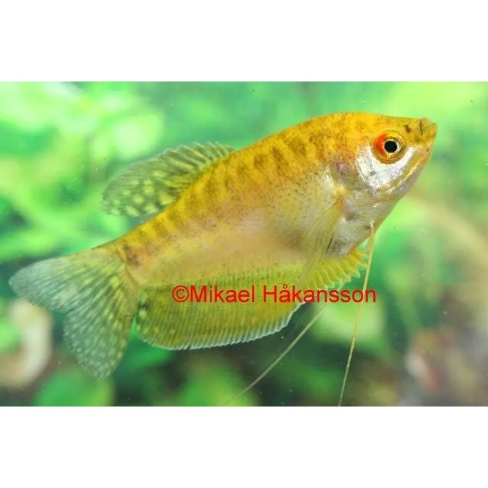 Guldgurami (Trichopodus trichopterus) - 2