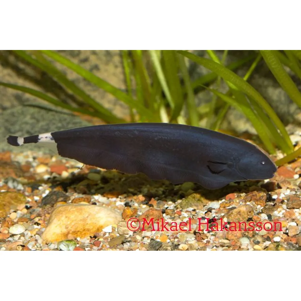 Black ghost (Apteronotus albifrons) - 2