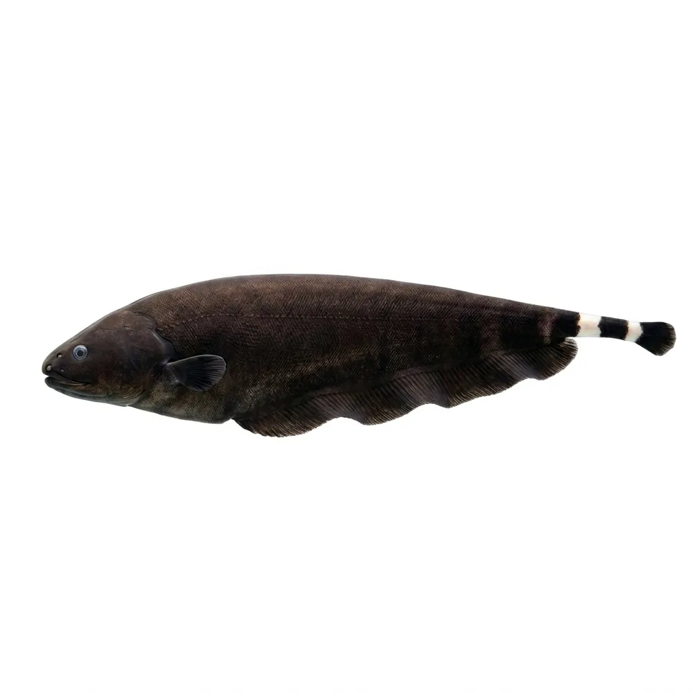 Black ghost (Apteronotus albifrons)