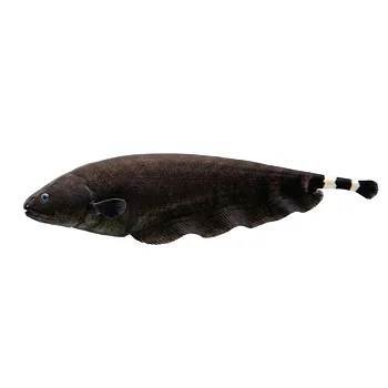 Black ghost (Apteronotus albifrons)